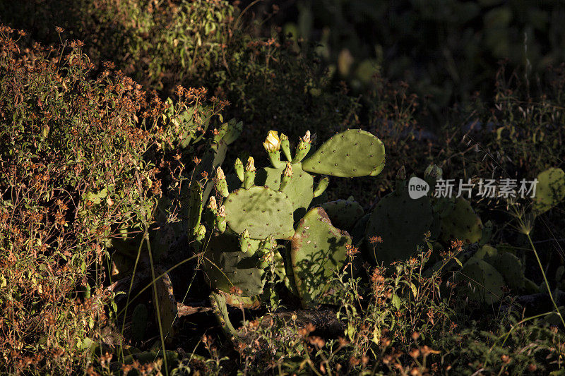 Opuntia ficus仙人掌，绿色仙人掌